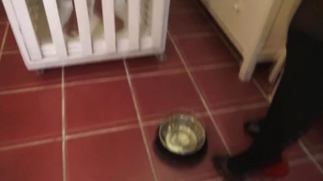 Submissive Slave Drinks Piss Craving Dominant Mistress's Control Actively