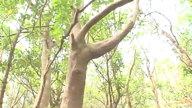 Sizzling Japanese Beauty In Bikini Takes It Hard Outdoors