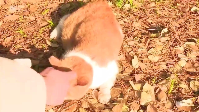 Sexual Hottie Date Ends With A Sticky Creampie Surprise Video Clip