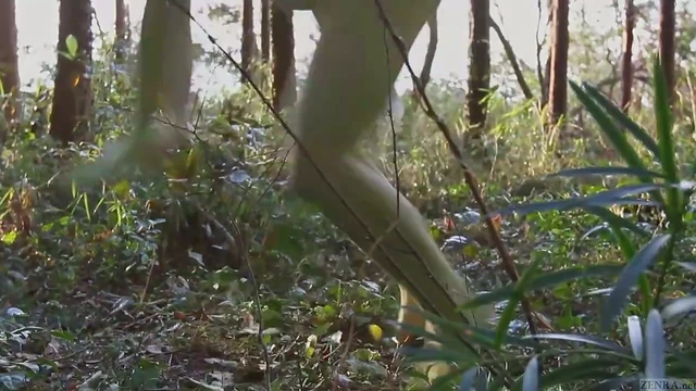 Curvy Zenra Tempts With Her Chubby Body Before Seductive Sex Play