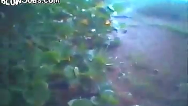 Sizzling Indian Beauty Shivay Enjoys Doggy Style Passion Outdoors