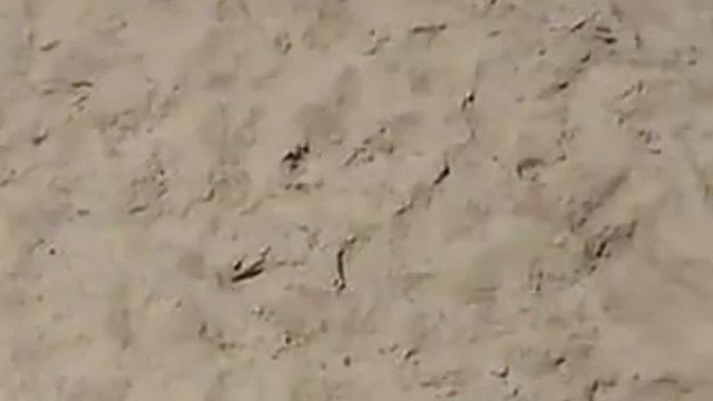 Sizzling Nudist Beach Orgies Caught Live On Camera