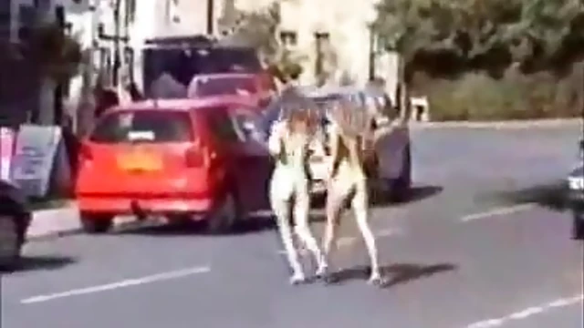 Blonde Beauties Bare Naked Sprint Through Public Park