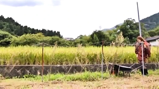 Curvaceous Yumi Kazama Enjoying Outdoor Boink Festivities