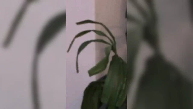 Curvy Cowgirl Gets Pussy Licked In Steamy Office Encounter