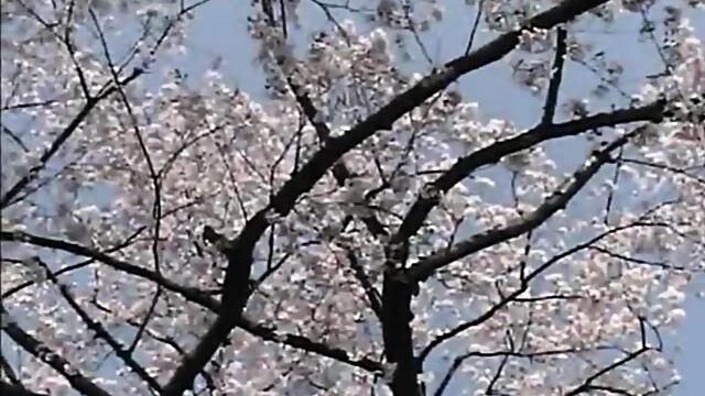 Sizzling Japanese Star Delivers Mind-Blowing Oral Pleasure Before Sex